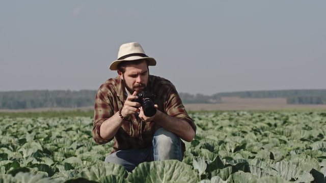 Tracking of young bearded man in farmer hat walking through rows of cabbages and taking pictures on digital camera