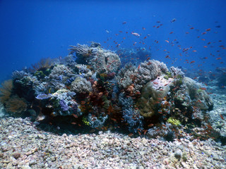 Naklejka na ściany i meble Wonderful coral with a little fish