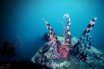 Lion fish