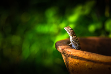 a chameleon standing in clay pots.Looking for something in the garden