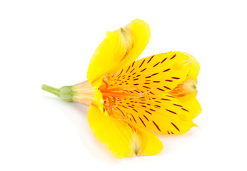 Alstroemeria flower head