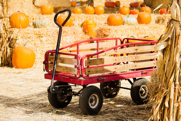 Red Wagon in a Pumpkin Patch