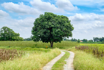 Fototapeta na wymiar Mango tree in way curve meadow and blue sky
