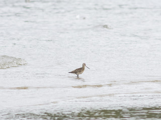 Bar-tailed Godwit, Limosa lapponica, walk at seashore, portrait, selective focus, shallow DOF