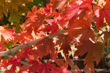 Beautiful red maple leaves with fall colors on display.