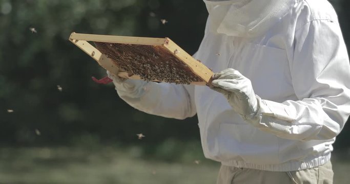 Beekeeper checks a frame of honeycomb from a beehive while working with honeybees.