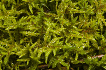 Fototapeta premium Green moss texture or background macro, selective focus, shallow DOF
