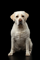 Beautiful beige Labrador retriever dog sitting in front of isolated black background