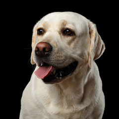 Close-up portrait of beige Labrador retriever dog with curious face in front view isolated black background