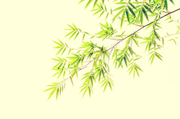bamboo leaves on white background , retro ,