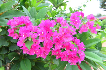 Bougainvillea