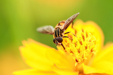 Bee on a yellow dandelion flower against a green background