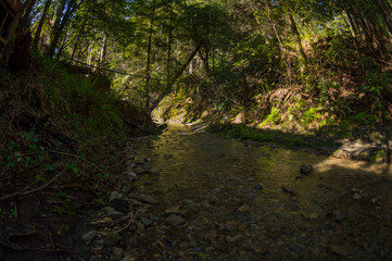 Fototapeta na wymiar Forest Stream 2