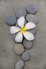 Fototapeta na wymiar Close up frangipani in wooden bowl with spa stones –white background