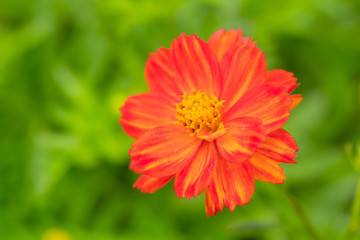 Red Cosmos flowers.