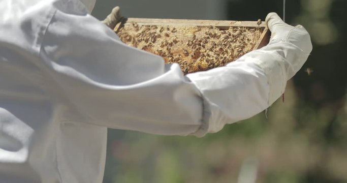 Beekeeper checks a frame of honeycomb from a beehive while working with honeybees.