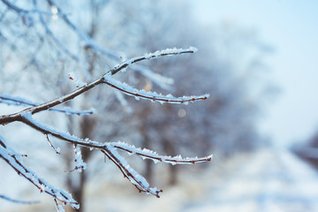 frosty tree branch in winter