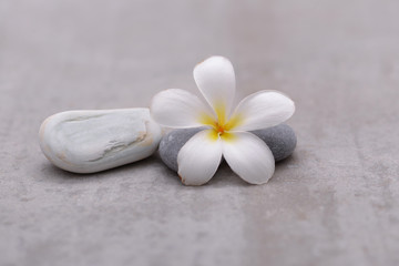Fototapeta na wymiar frangipani with spa stones on grey background.