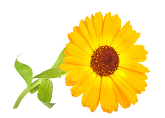 Calendula. Marigold flower with leaves isolated on a white backg