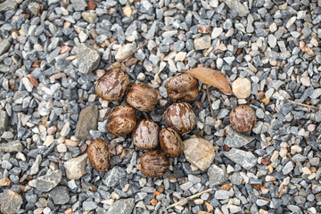 Tree seed drop on the ground.
