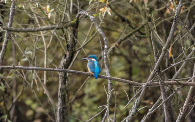 eisvogel