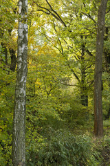 Fototapeta premium Part of the forest with birch and oak in the background.