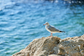 Young Seagull standing on a rock