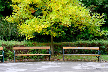 Parkbänke vor leuchtend gelbem Baum im Herbst