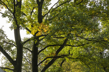 Treetop oak leaves.