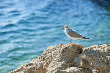 Young Seagull standing on a rock