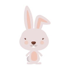 Little animal concept about cute rabbit design, vector illustration 