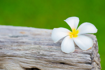 Frangipani tropical flowers, Plumeria flowers fresh on wooden green background.