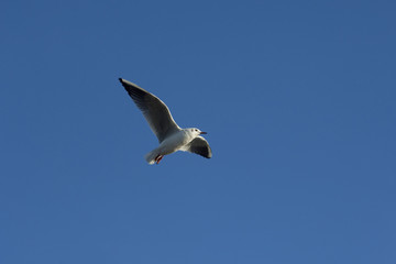 Seagull
