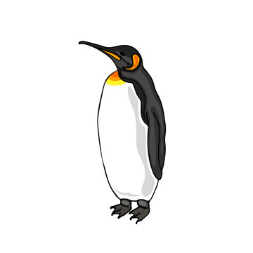 Vector illustration Penguin.The bird emperor penguin