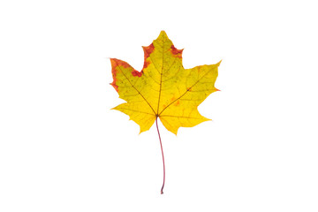 Beautiful, soft, colorful and fresh autumn maple leaf on the white background.