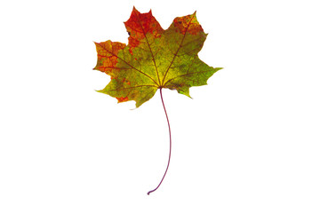 Beautiful, soft, colorful and fresh autumn maple leaf on the white background.