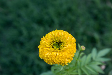 Obraz premium french marigolds flower