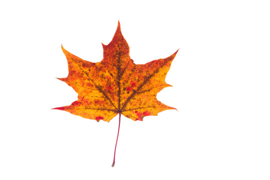 Beautiful, soft, colorful and fresh autumn maple leaf on the white background.