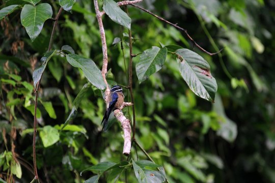 Female Whiskered Treeswift (Hemiprocne comata) in Borneo, Malaysia