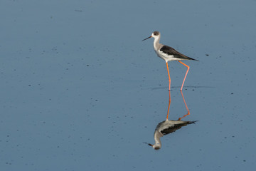 Black-Winged Stilts roaming in shallow mirror water