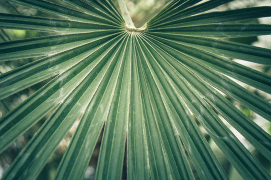 Fan leaf of a sabal palm, cabbage palmetto.