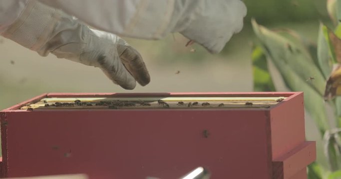 Beekeeper checks the frames inside a beehive while working with honeybees.