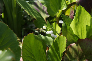Obraz premium Maiglöckchen im Naturgarten