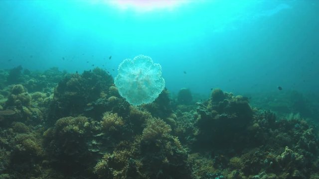 Jellyfish swims in open water near a coral reef. 4k footage