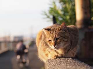 塀の上の猫