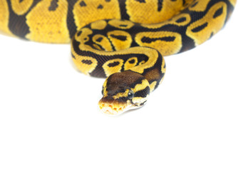 ball python on white background