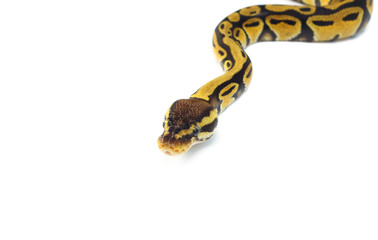 ball python on white background