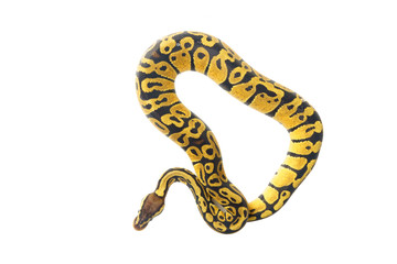 ball python on white background