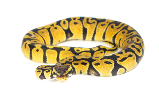ball python on white background