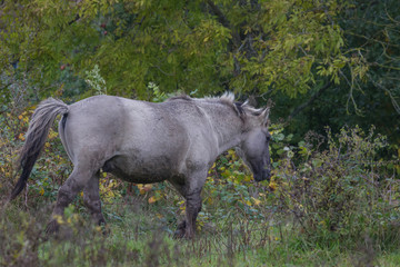 Wildpferde in der Geltinger Birk, Koniks